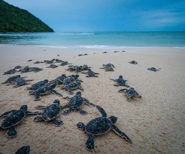 Heal the ocean on conservation-focused Vietnam Tours